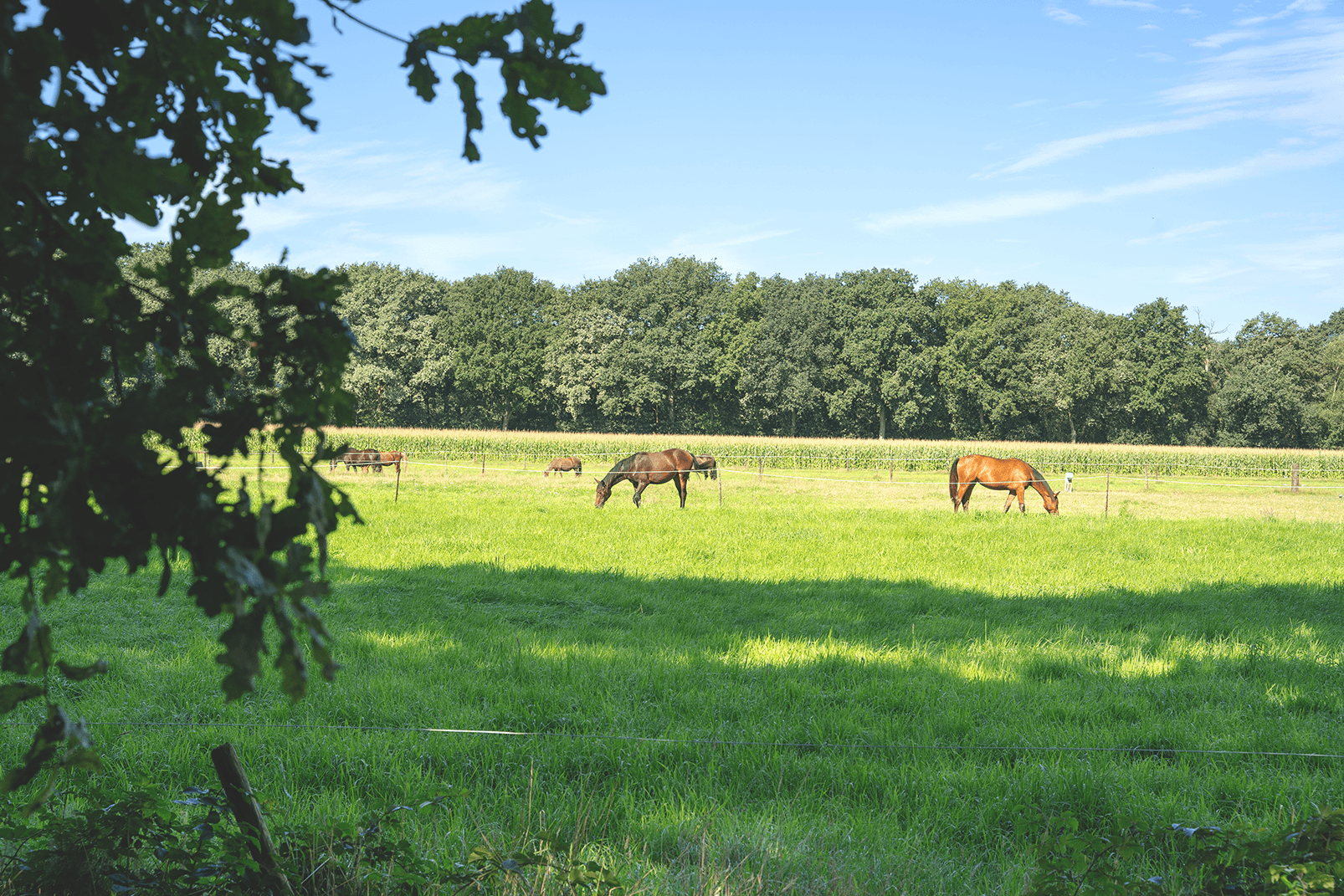 Sfeervol Natuurhuisje aan het Weiland