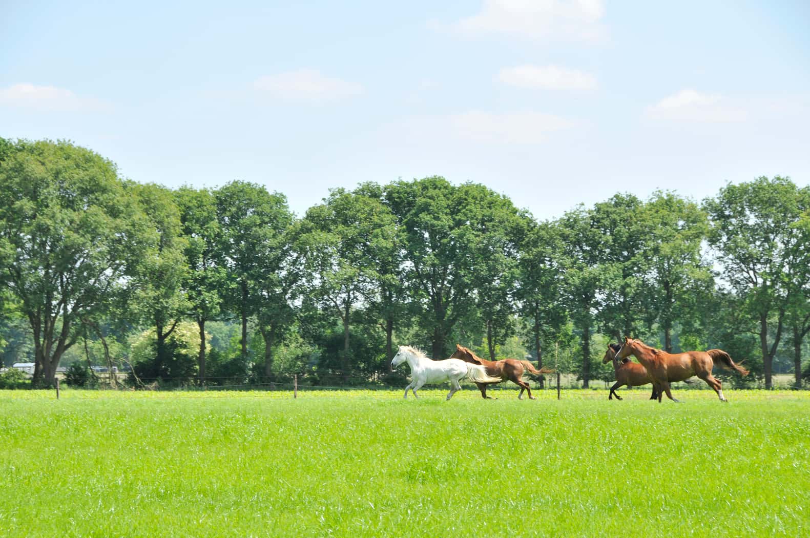 Sfeervolle Vakantiewoning aan Weiland