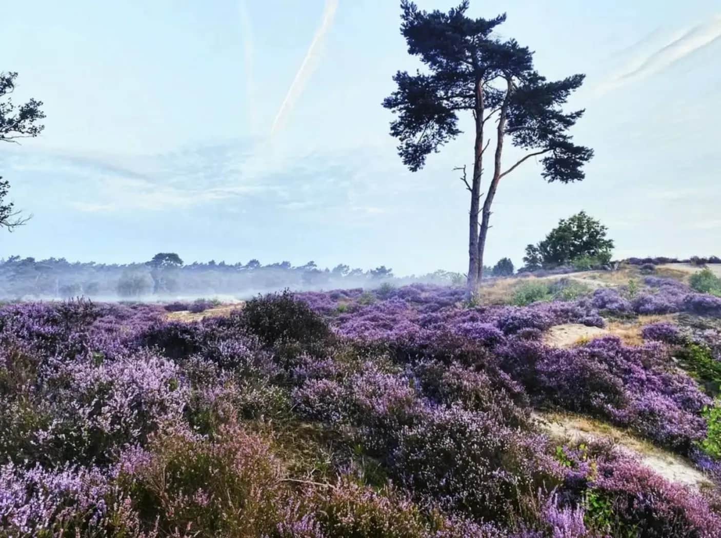 Natuur in en om het park