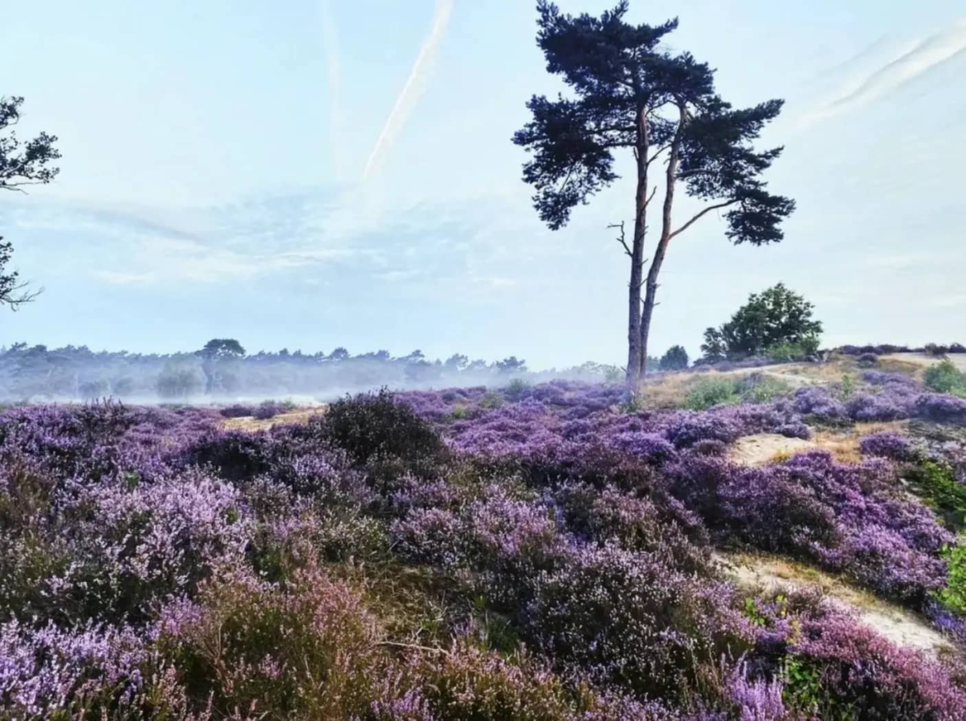 Natuur in en om het park